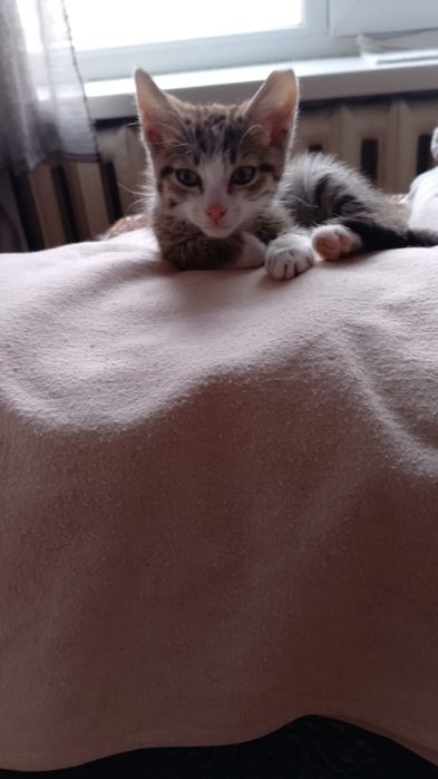 Котенок в добрые руки