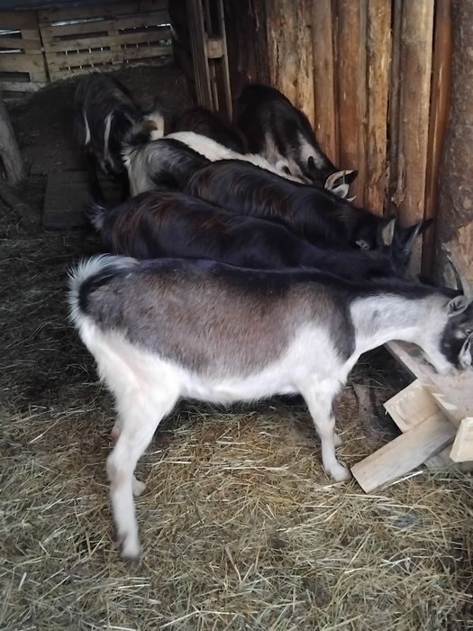 Iede tinere 8 bucati