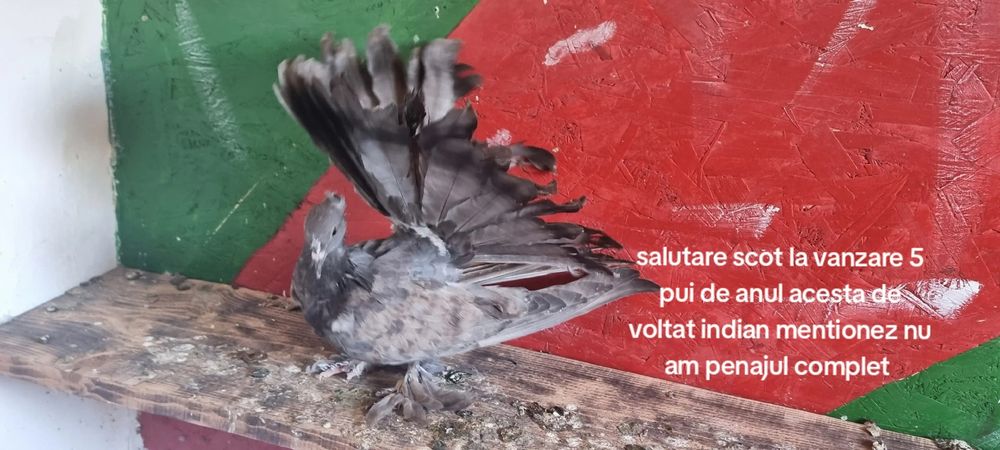 Vând voltati indieni