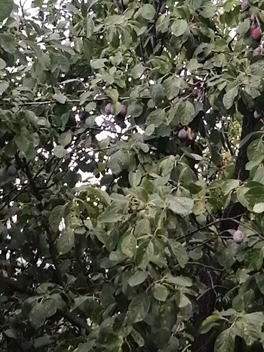 Vand prune vara pentru tuica 2 lei kg Arges