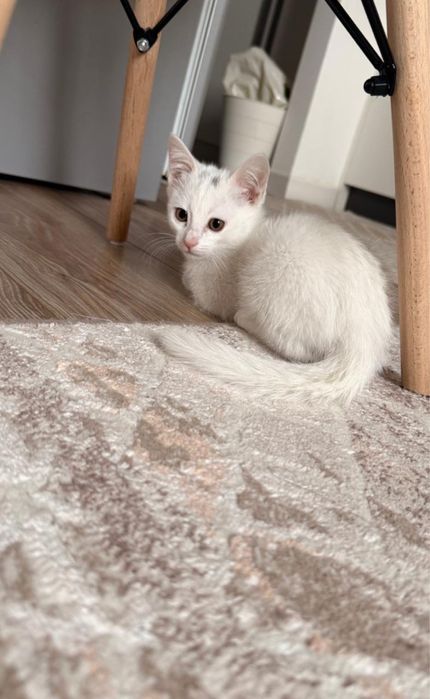 Отдам котенка в добрые руки