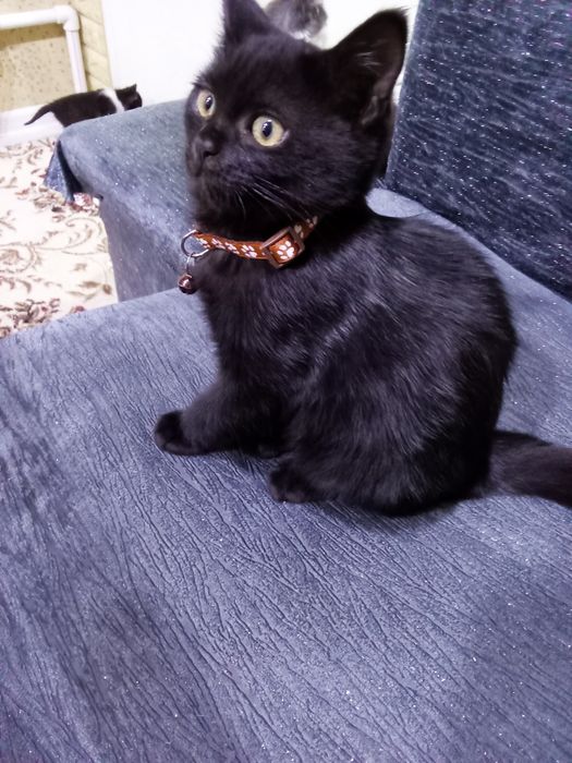 Отдам даром котенка