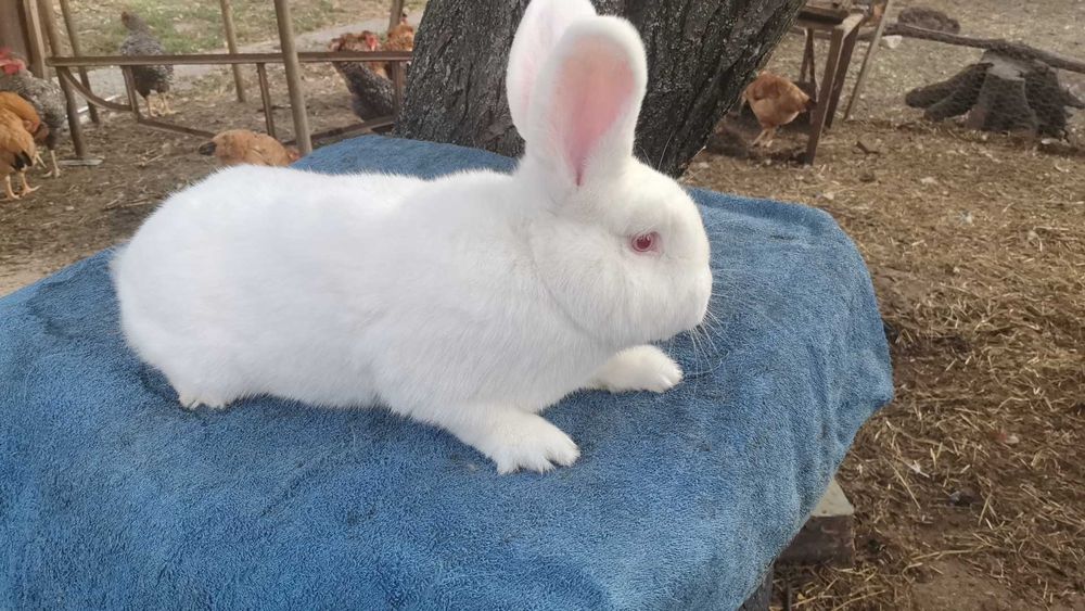 Iepuri neozeelandez alb