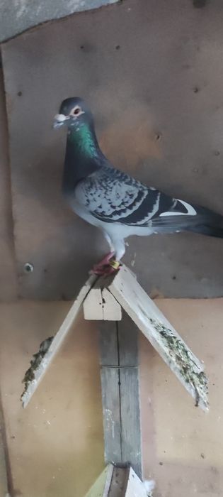 Porumbei părinți și bunici cu pedigree
