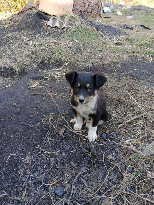 Отдам щенка даром