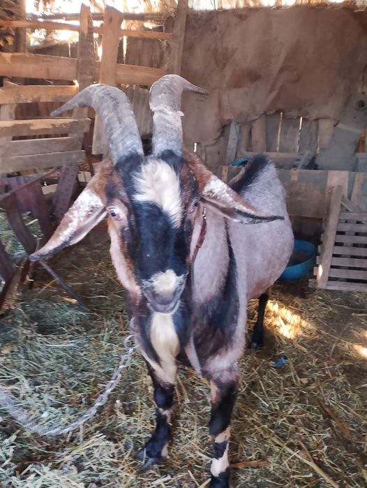Țap de rasa caut alta casă