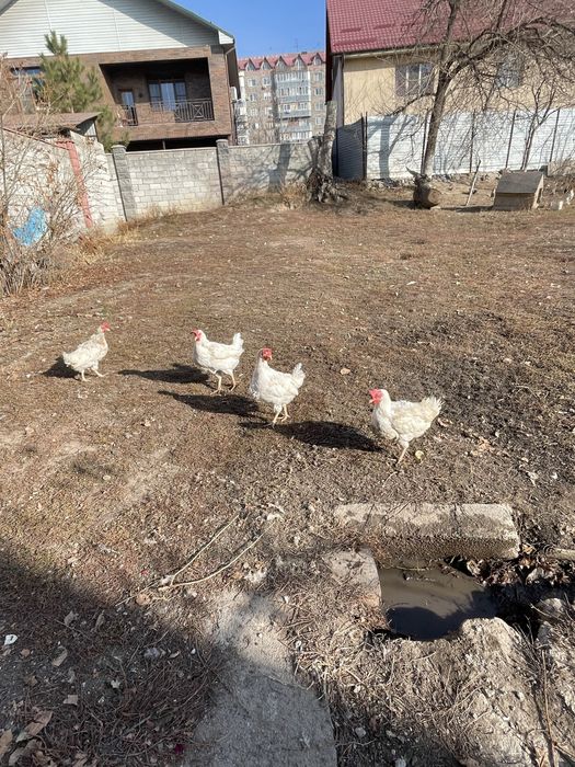 Продается 4 белых несушек и белый петух