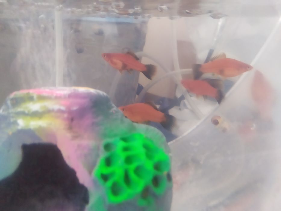 Продам  гурами мраморные  тернеции Данио меченосцы