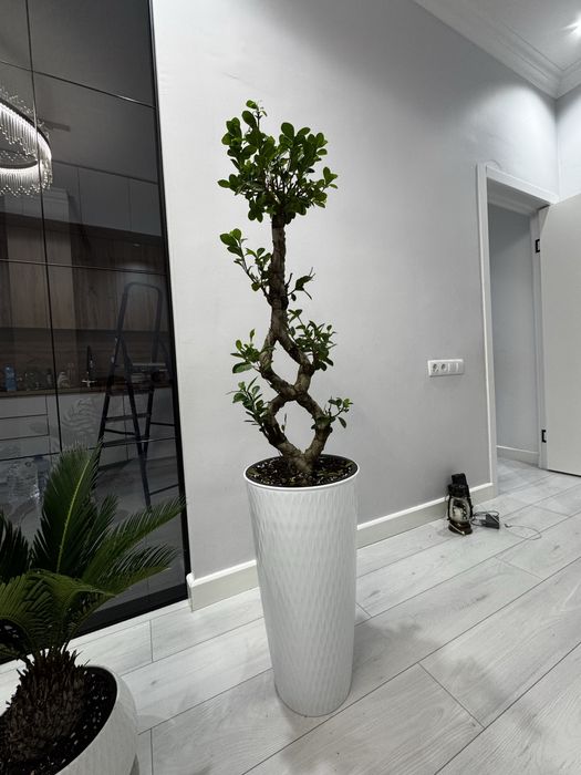 Продам фикус бонсай