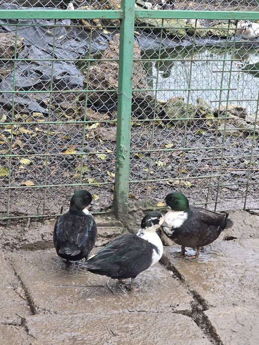 Rate pitice olandeze 2025