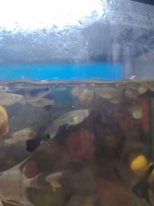 Guppi baliq Sotiladi