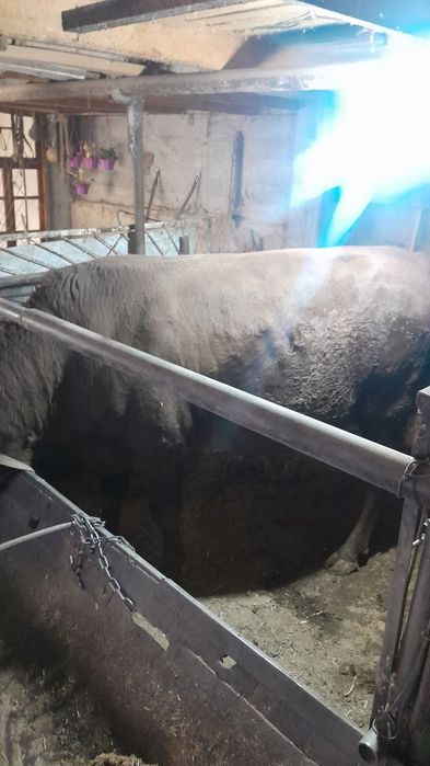 sogʻlom buqa sotiladi