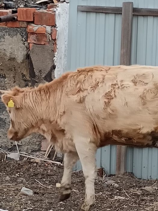 Продам телку на мясу