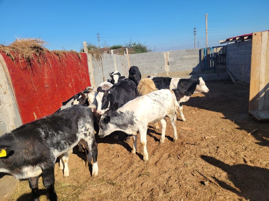 Vând vitei de carne ,jud olt corabia prețul 30milione bucata,