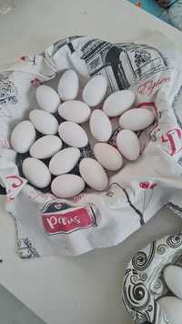 Продам гусиный яйца  инкубационное