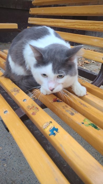 Mushuk beramza tekinga