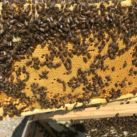 Пчелы пакеты семья