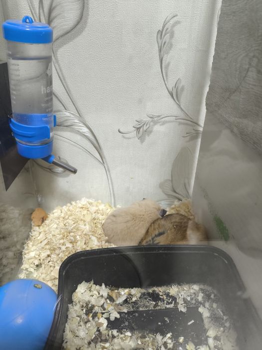 Хомяки 1 и 11 месячные чистые и здоровь от 25000 до 40000е