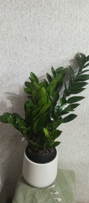 Продам сортовой замиокулькас