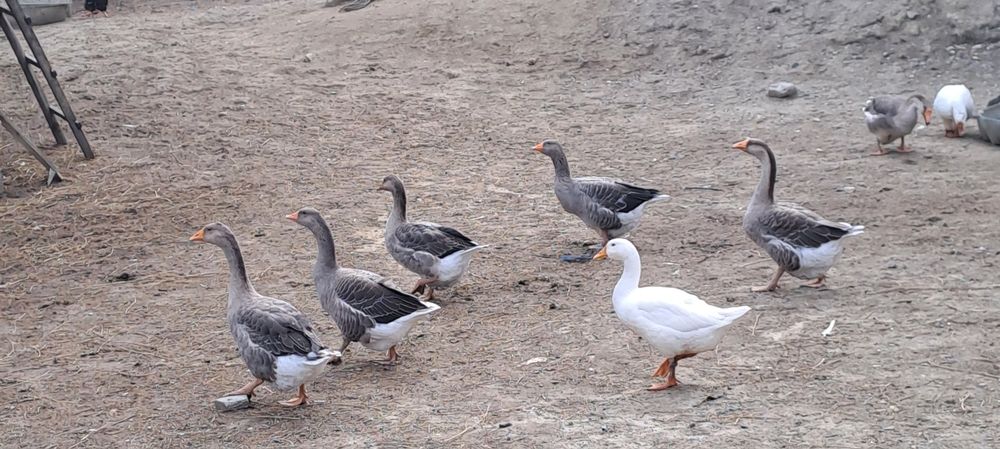 Gaste românești tinere