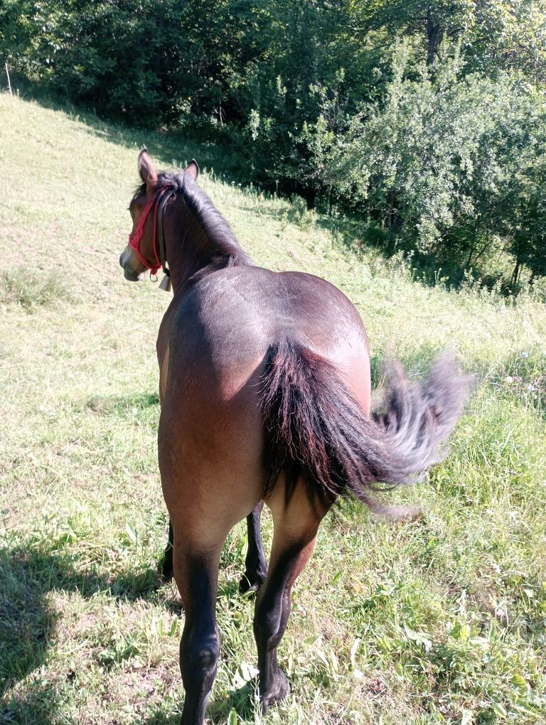 Vând mânză de 1 an și 1 lună