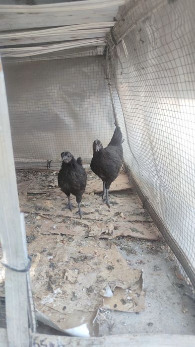 Qora tovuq jo'jalari 5 dona 4,5 oylik donasi 200 000 hammasini sotaman