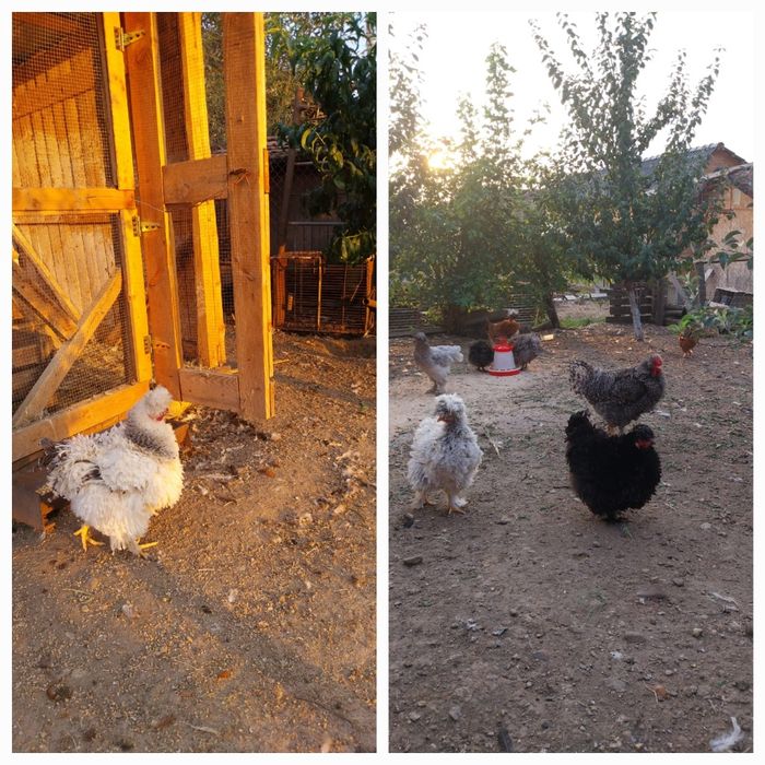 Oua pentru incubat motate