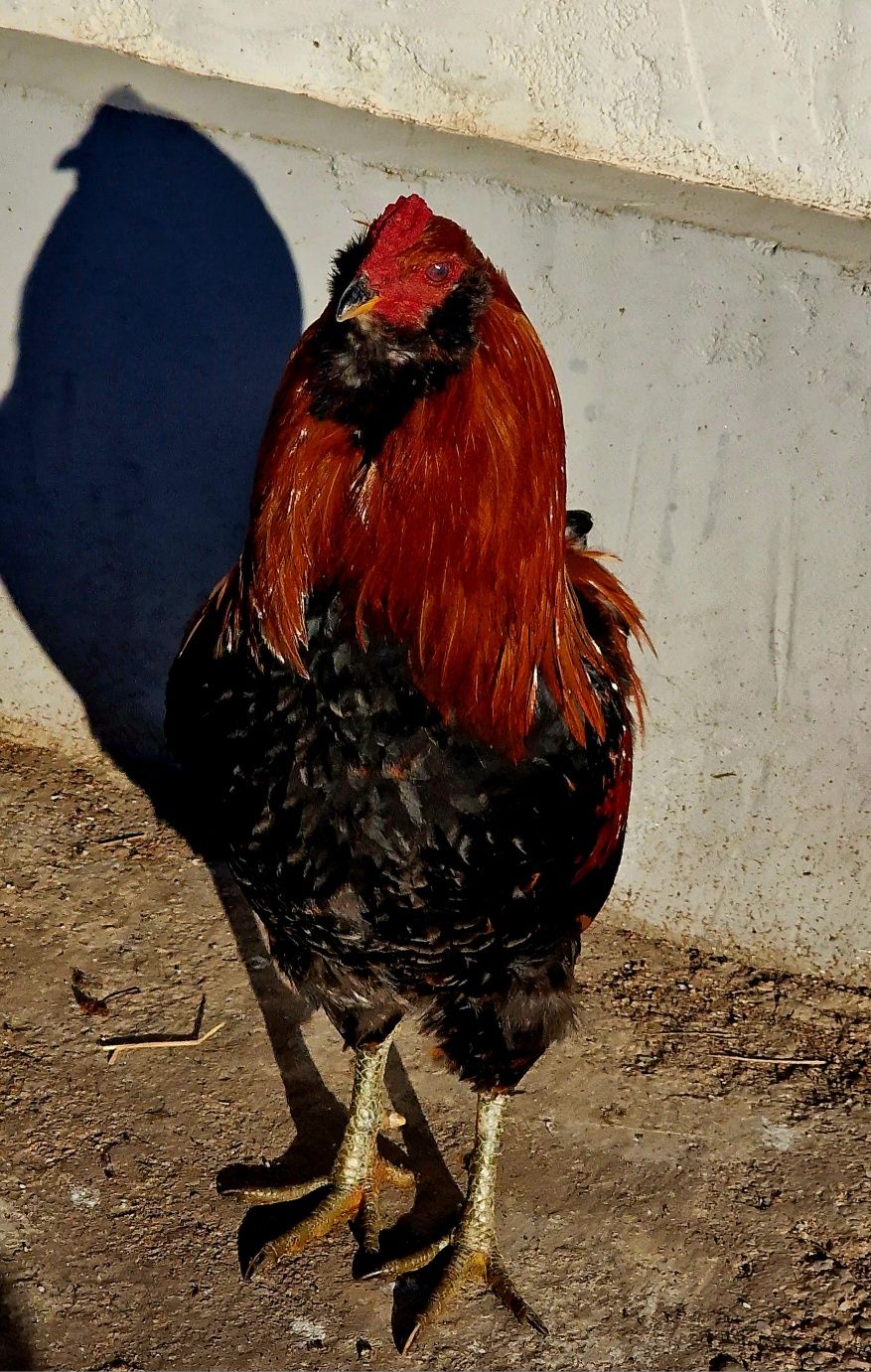 Cocoș rasa ARAUCANA