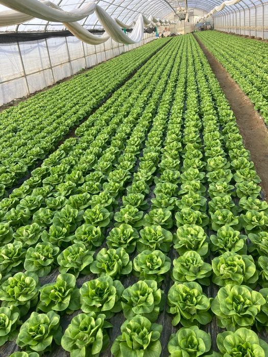 Salata verde de solar