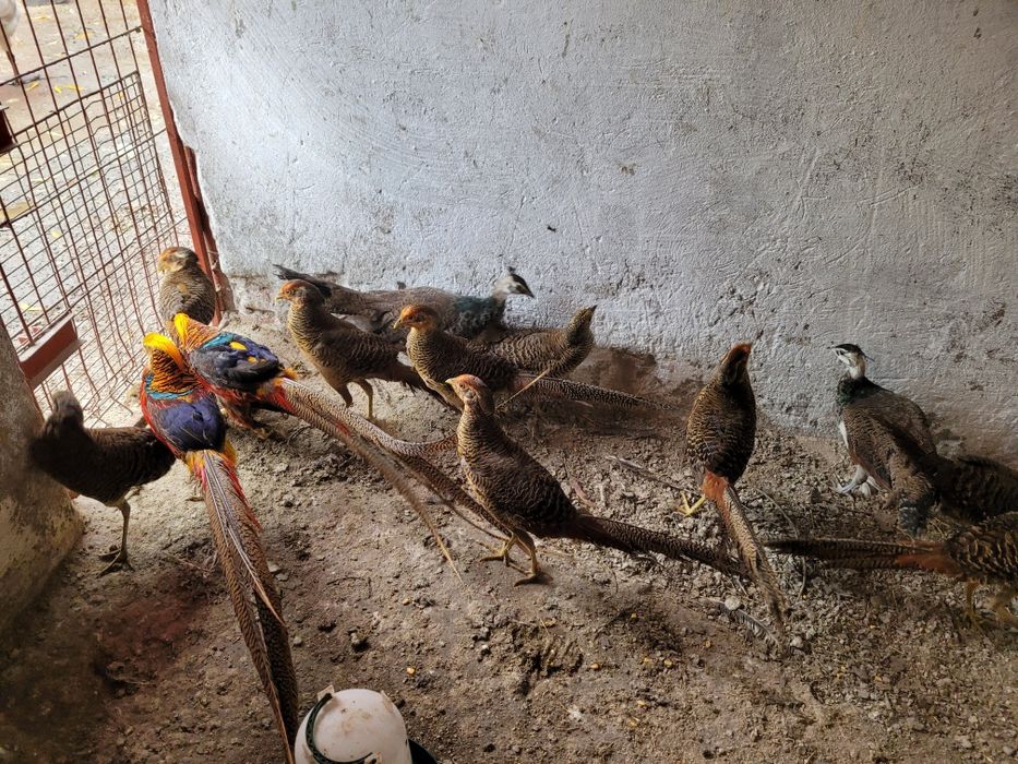 Pauni,fazani,porumbei,rate mandarine