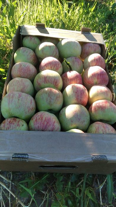 Продам местные вкусные яблоки разных сортов
