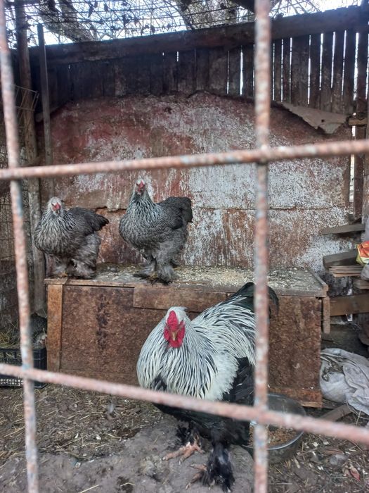 Oua pt incubat Brahma Herminat inchis