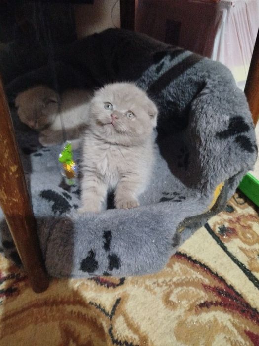 Продаются котята