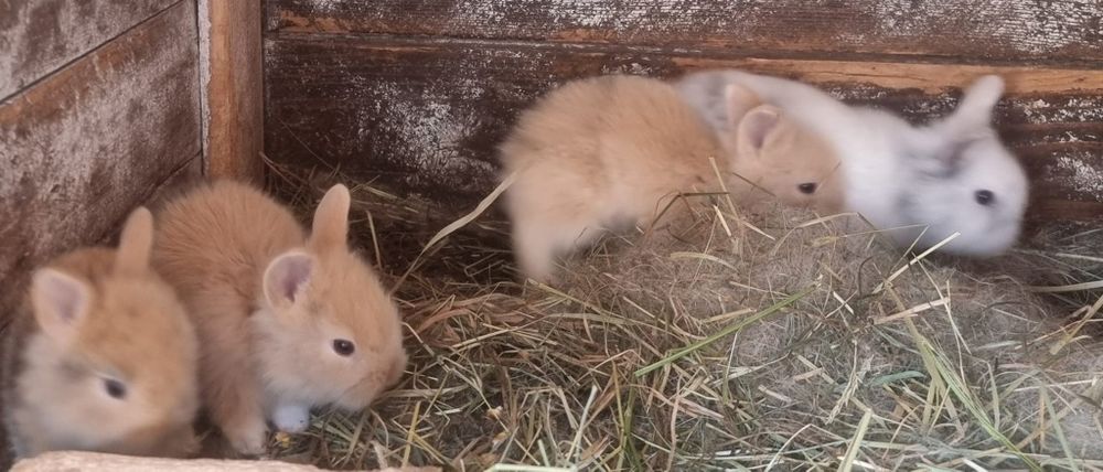 Iepuri cap de leu pitic