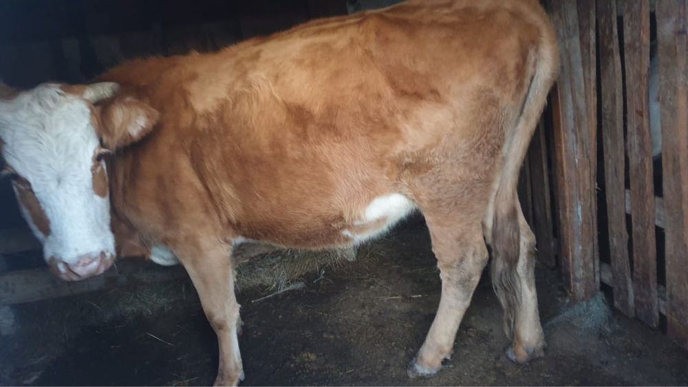 Сиыр сатылады 600 000 тг