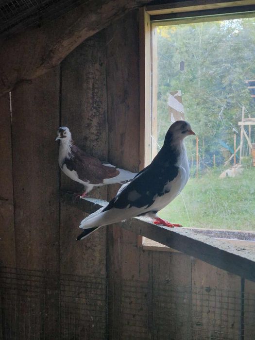 Porumbei de ornament