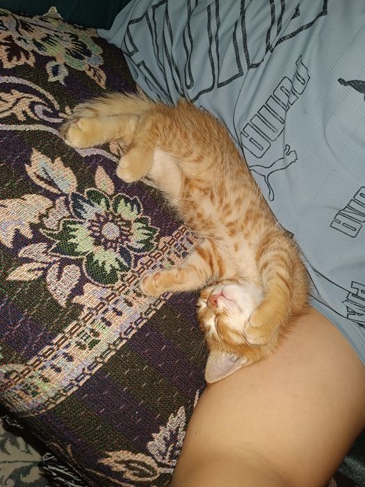 Рыжая котенку отдаю бесплатно