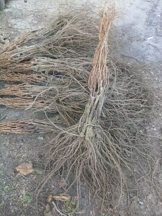 Vita de vie Anul 1 2 3