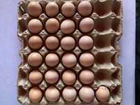 Брама черные, инкубационные яйца
