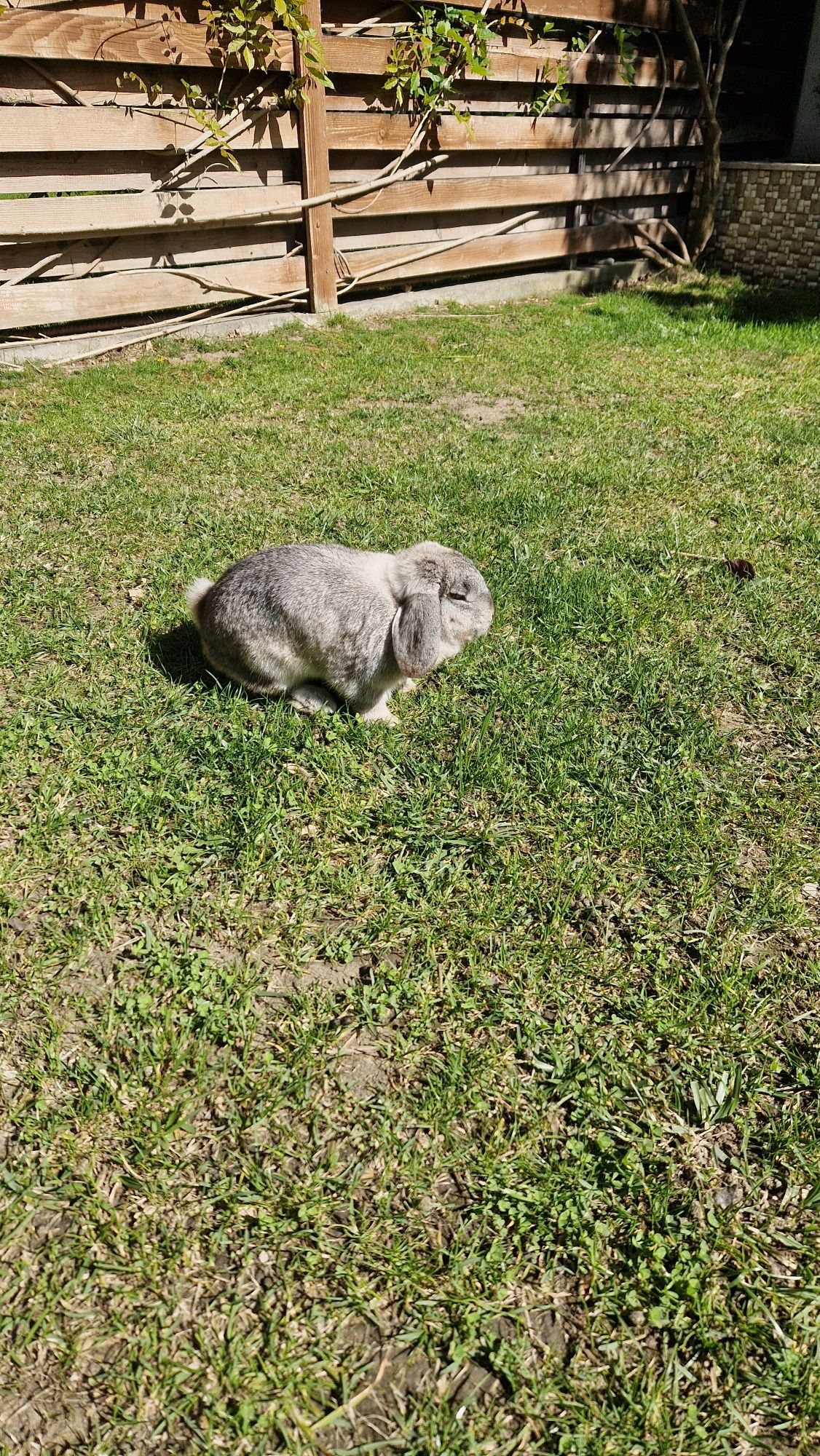 Vând iepure gingaș și blând