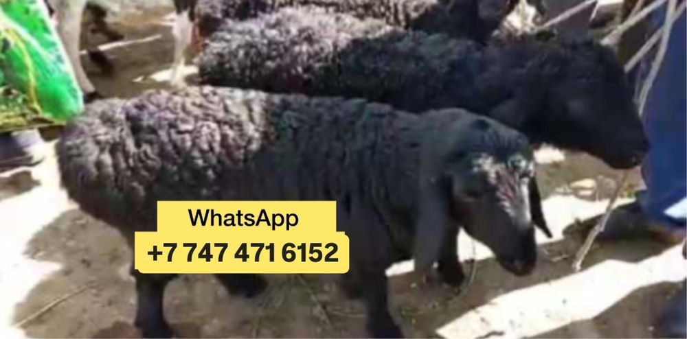 Овцы бараны гисары идельбай романовкие гчоч