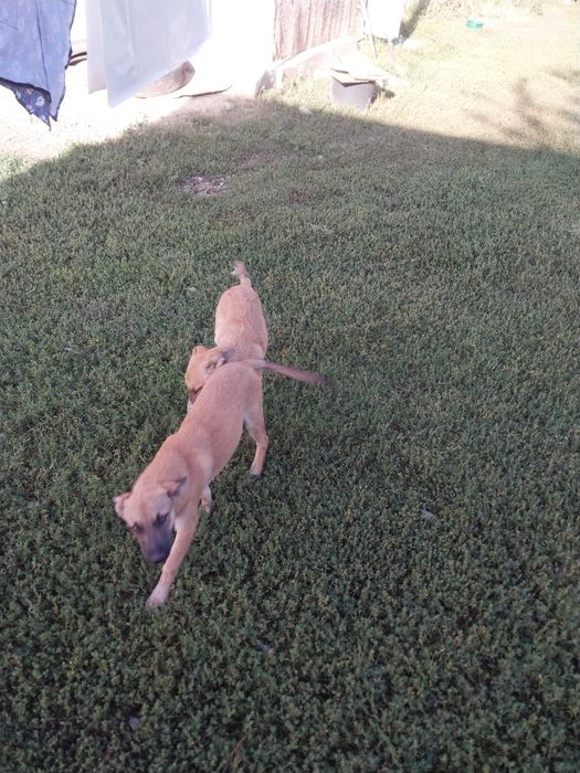 Отдам умных собак и кошек