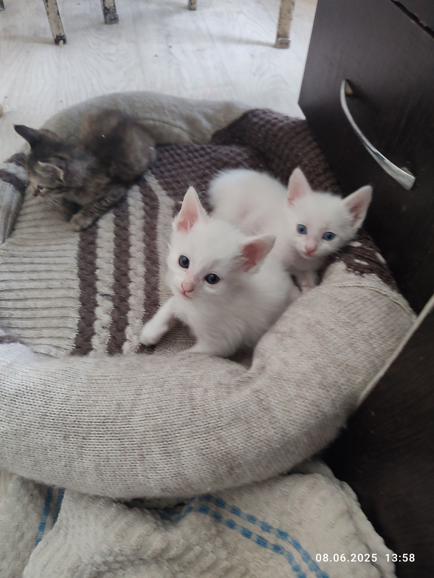 Отдам котят в добрые руки