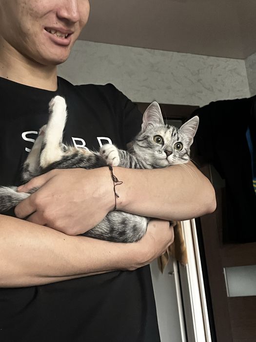 Котенок остальное ватсап