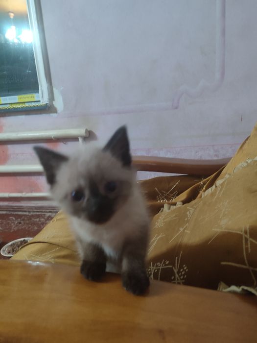 Кошки сиамские хорошие