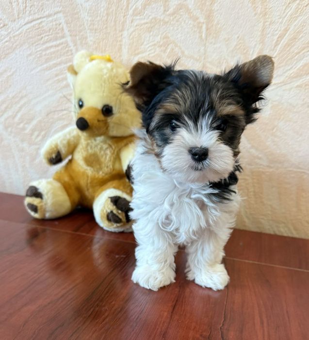 Бивер йоркширски териер