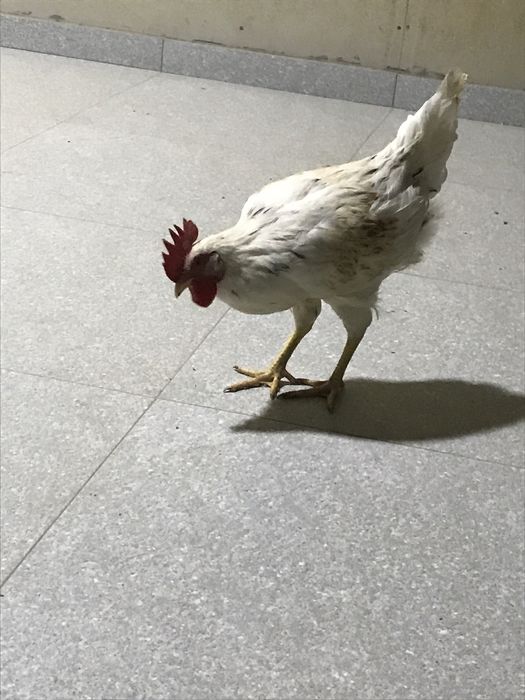 Horoz qichqiradigan
