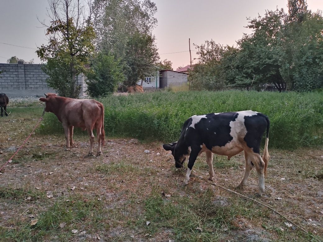 Buqalar sotiladi 3 ta bitta joyga