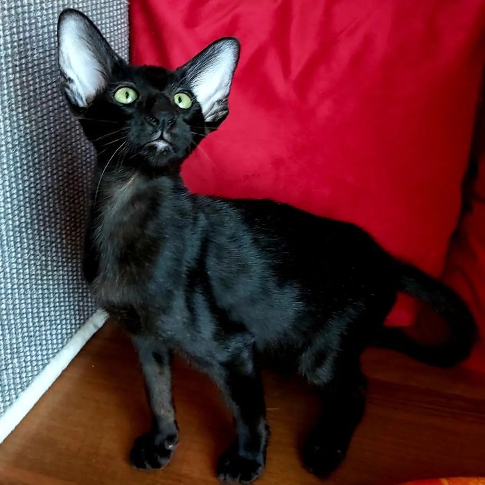 Luxorio Katano. Восточные Кошки. VIP