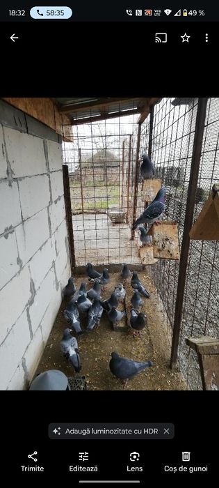 Vând porumbei voiajori zburați